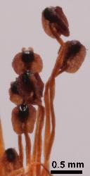Hypericum montanum anthers with black glands.
 © Landcare Research 2010 